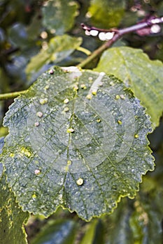 Leaf of Alder tree, Alnus glutinosa, with galls