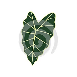 Leaf Alocasia Polly. Exotic plant. Vector illustration isolated.