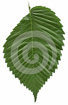 Leaf of the American elm tree photo