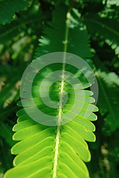 The leaf of the Amla tree into forest