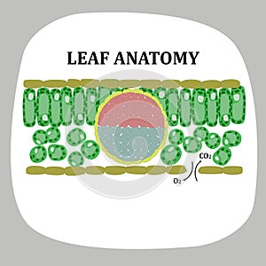 LEAF ANATOMY EUDICOTS