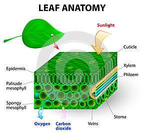 Leaf anatomy