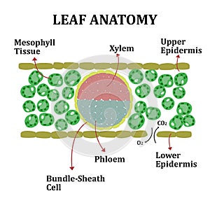 Leaf Anatomy of Monocots