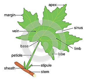 Leaf Anatomy photo