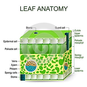 Leaf anatomy. vector diagram.