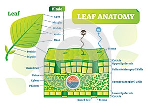 Leaf anatomy vector illustration diagram. Biological macro scheme poster.