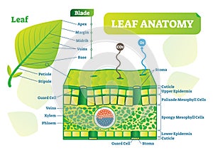 Leaf anatomy vector illustration diagram. Biological macro scheme poster. photo