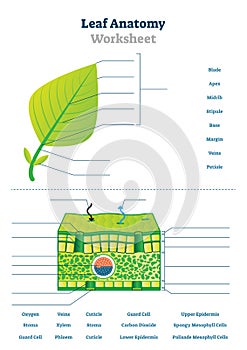 Leaf anatomy worksheet vector illustration. Labeled blank biology closeup.