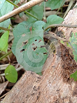 Leaf ant grass insects