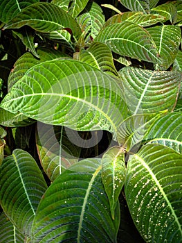 Leaf Aphelandra Squarrosa Commonly But Ambiguously Called