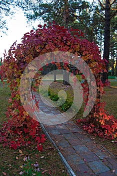 Arch of leaves in the Park photo