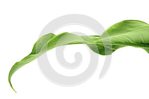 Leaf of arum lily photo