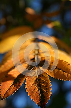 Leaf of an ash tree