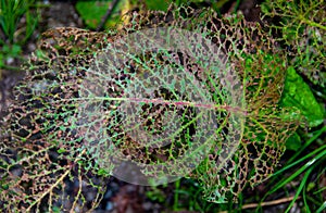 Leaf attacked by Chrysomelidae larvae or l