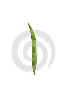 Leaf Auri white background in studio