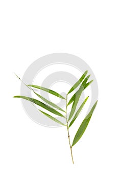 Leaf Auri white background in studio