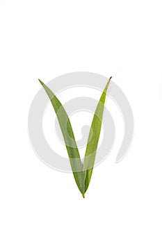 Leaf Auri white background in studio