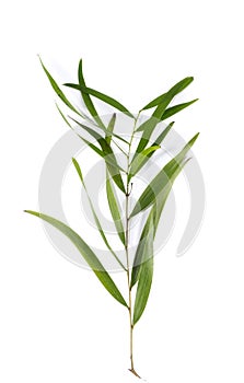 Leaf Auri white background in studio