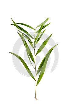 Leaf Auri white background in studio