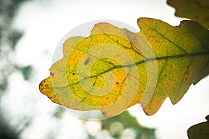 Leaf autumn detail