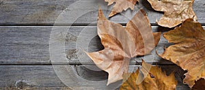 Leaf Autumn Fall Wood Background