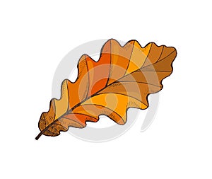 Leaf Autumn Symbol Isolated Icon Nature Vector