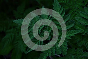 Dark green leaf texture background