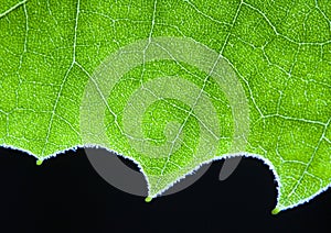 Leaf background photo