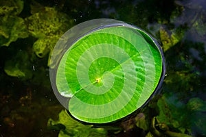 Leaf background. Drop water on green lotus plant in garden pond or lake with abstract reflection. Fresh macro dew on