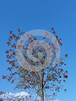 Leaf background on green branches