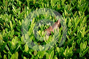 Leaf background image Nature, flower, leaf, needle