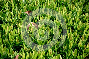 Leaf background image Nature, flower, leaf, needle