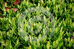 Leaf background image Nature, flower, leaf, needle