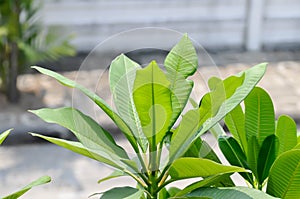 leaf background, pagoda tree or frangipani or temple tree