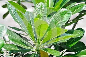 leaf background, pagoda tree or frangipani or temple tree