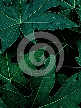 Leaf background