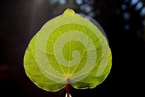 Leaf with backlighting