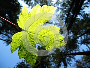 Leaf backlit by the sun