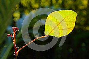 Leaf backlit by sunlight