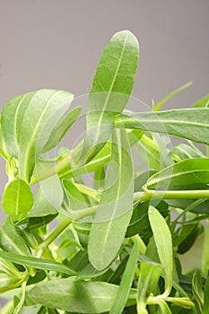 Leaf of Bacopa monnieri ,Bitter Leaf,Close up photograph photo