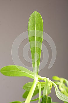 Leaf of Bacopa monnieri ,Bitter Leaf, photo