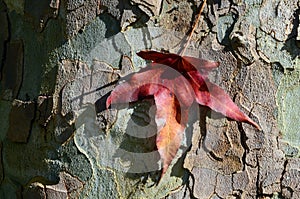 Leaf on bark of Platanus x hispanica