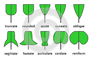 Leaf bases