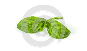 leaf of basil on white background
