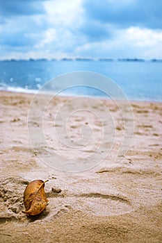 Leaf at the beach