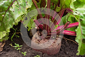 Leaf of beet root. Fresh green leaves of beetroot or beet root seedling