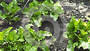 Leaf of beet root. Fresh green leaves of beetroot or beet root seedling