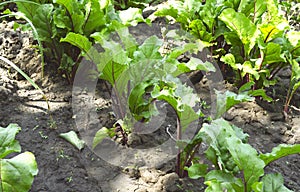 Leaf of beet root. Fresh green leaves of beetroot or beet root seedling