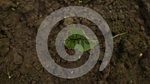 Leaf of beet root. Fresh green leaves of beetroot or beet root seedling. Row of green young beet leaves growth in