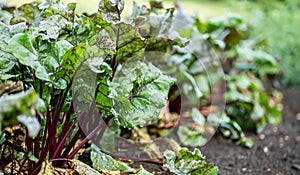 Leaf of beet root. Fresh green leaves of beetroot or beet root seedling. Row of green young beet leaves growth in organic farm.